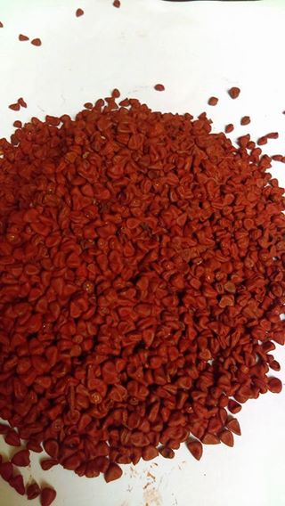 Achiote  - Agroexportaciones Llacta S.A.C