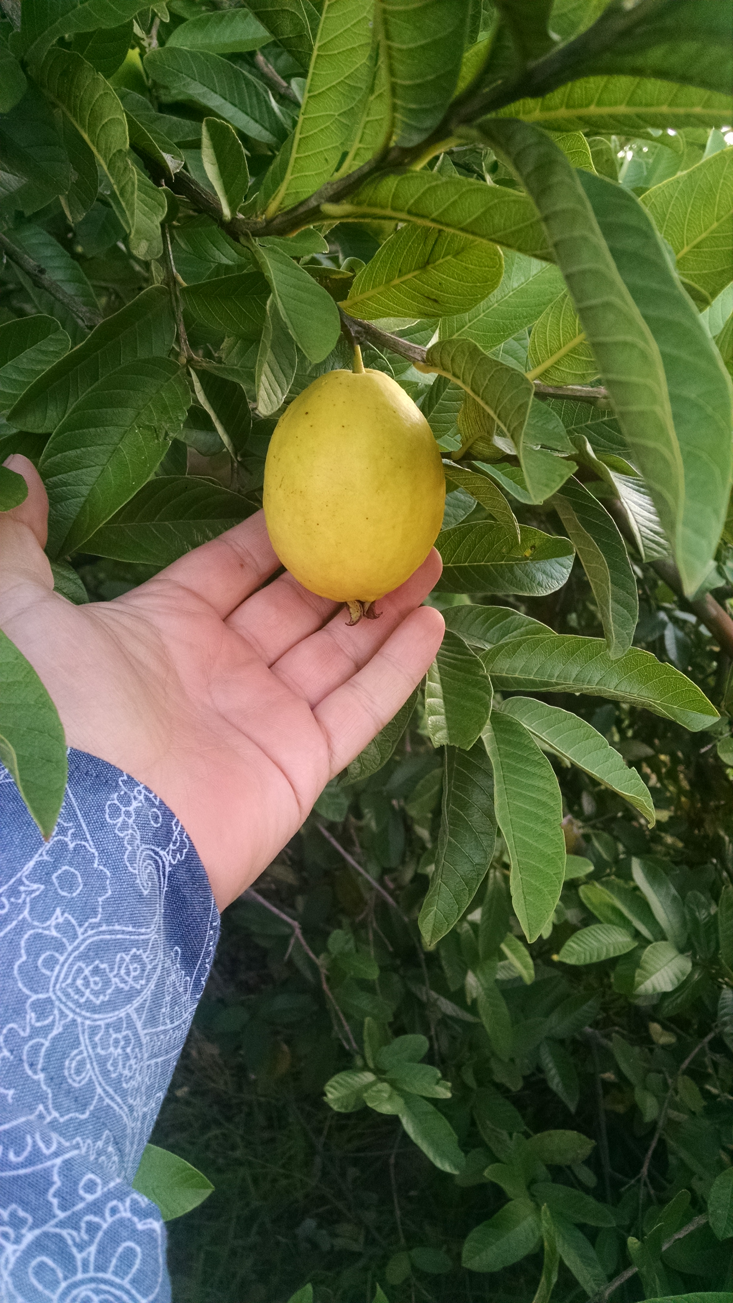 Guayaba - San Francisco de Tabasco S.P.D.R.L.I