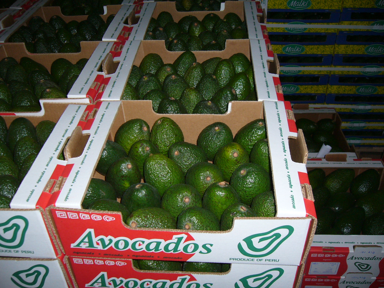 Aguacate - Llapan Miki SAC