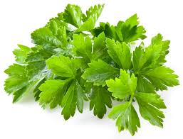 Cilantro - Herbex Iberia SLel eje