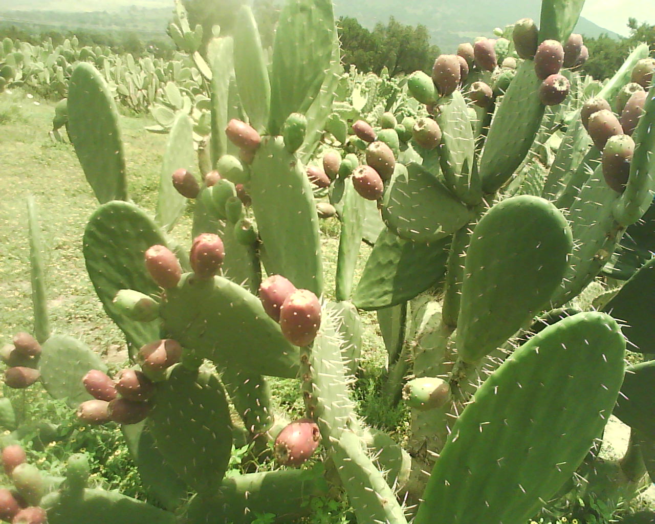 Tuna - Agrointegradora Poblana de Tuna y Nopal