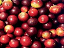 Camu Camu - Andean Organic Foods