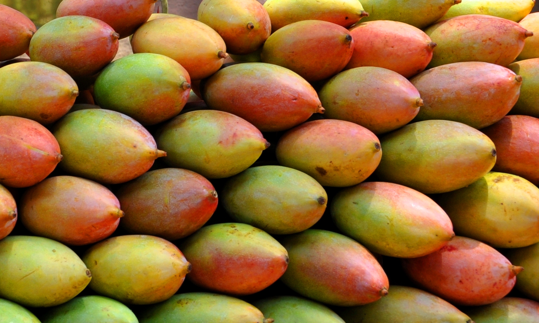 Mango - Grupo Geansa