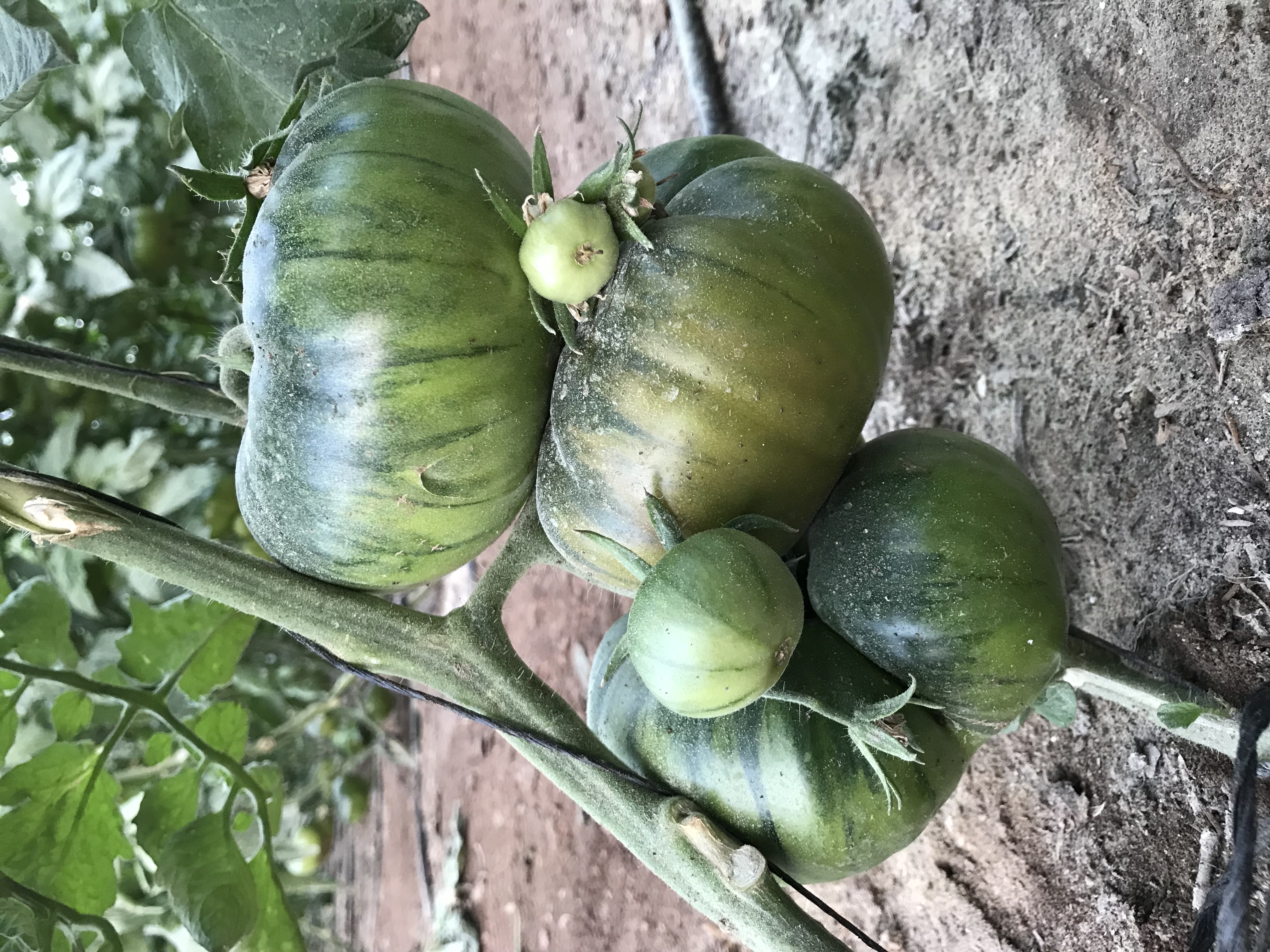 Tomate - TOMATES PASO DOBLE