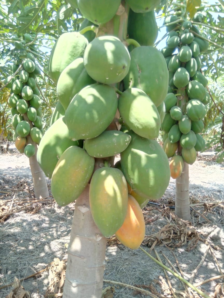 Papaya - Nivardo Del Valle Valdez