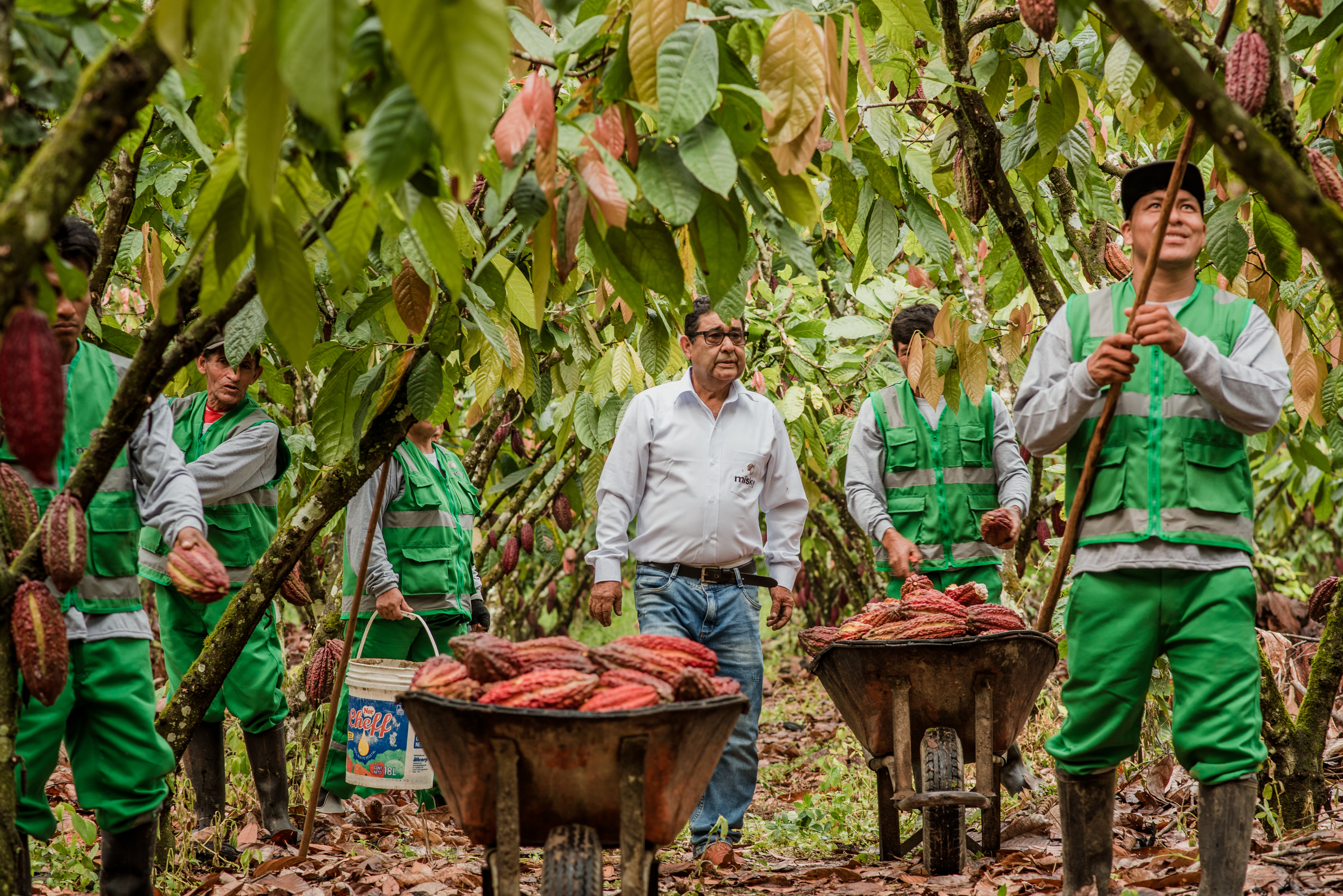 Cacao  - Misky Cacao S.A.C.